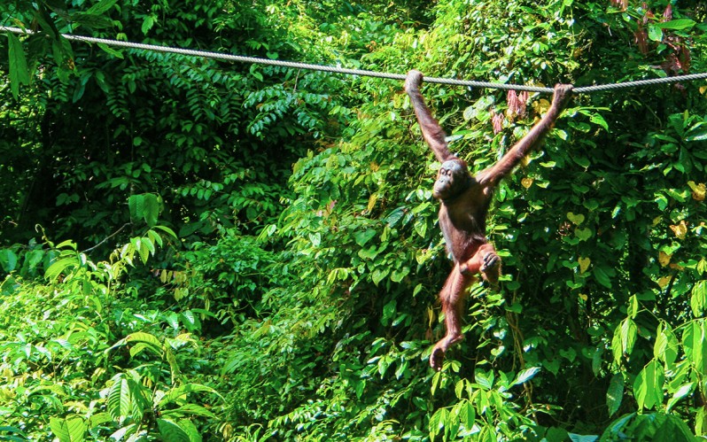Top 5 National Parks in Malaysia for Wildlife & Jungle Adventures
